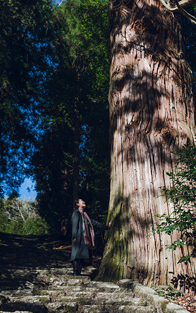 愛宕神社巨大杉木