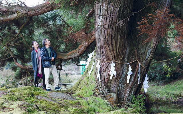 1,000-year-old cedar